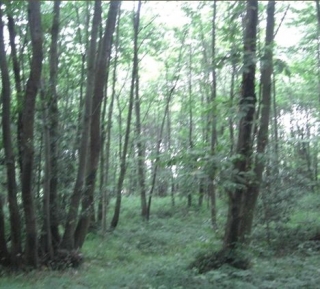  Szenarien zwischen Wäldern 